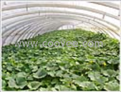 供應蔬菜大棚骨架機