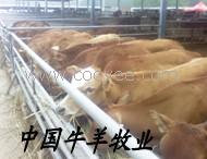 供应肉牛品种、黄牛、鲁西黄牛、肉质好、好饲养中国牛羊牧业