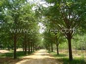 供應(yīng)28公分銀杏樹(shù)價(jià)格邳州綠地