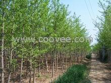 供應(yīng)32公分銀杏樹(shù)價(jià)格邳州綠地