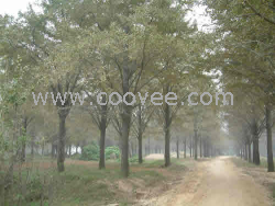 供應(yīng)39公分銀杏樹(shù)價(jià)格邳州綠地