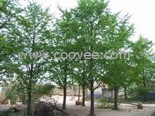 供應江蘇新沂銀杏樹價格邳州綠地