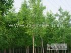 供應江蘇宿遷銀杏樹價格邳州綠地