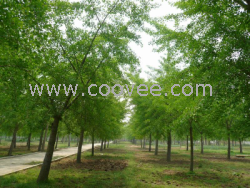 供應山東臨沂銀杏樹價格邳州綠地