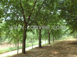 供應山東菏澤銀杏樹價格邳州綠地