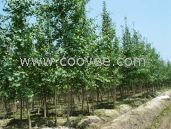 供應(yīng)遼寧沈陽銀杏樹價(jià)格邳州綠地