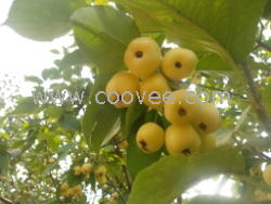 供應價廉海棠果