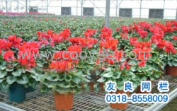 供應大棚苗床網  花卉網 河北友良護欄