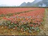 苗木培育基地【南阳】苗木培育 特种苗木培育基地 南阳农兴花木