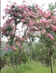 【图】百日红种植 百日红生产基地 百日红价格 南阳农兴花木