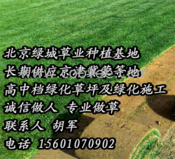 供應(yīng)懷柔出售草坪順義出售草坪朝陽出售草坪