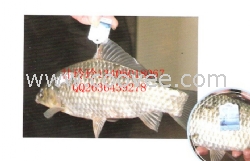 生態魚吊牌 水產上市防偽標簽 特色品牌魚