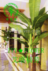 苏州花卉植物出租公司【臻然园艺优惠多多】