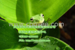 美國青蛙美國青蛙養殖技術致富又能保持生態