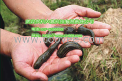 水蛭養殖水蛭養殖技術因地制宜提供理想環境