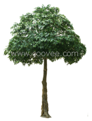 1107367612供應高仿真榕樹