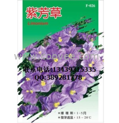 供應(yīng)紫芳草種子