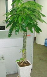 供应苏州花卉租摆