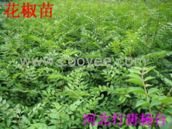 石家莊供花椒苗花椒樹(shù)苗100萬(wàn)