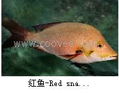 供應(yīng)紅魚