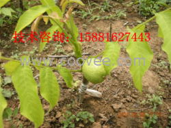 四川核桃苗的價格