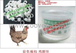 全國(guó)彩色編碼雞腳環(huán)供應(yīng)商