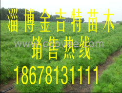 供應白皮松小苗價格