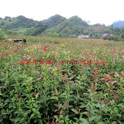 桂花苗，多年生桂花苗，一年生桂花苗