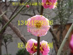 苏州梅花树、苏州香雪海梅花