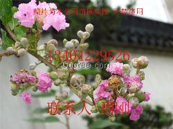 苏州紫薇树、紫薇花、苏州市庭院别墅绿化