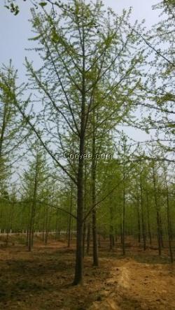 22公分銀杏樹價格,22公分銀杏樹