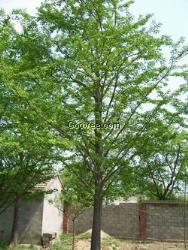 27公分銀杏樹價格,27公分銀杏樹