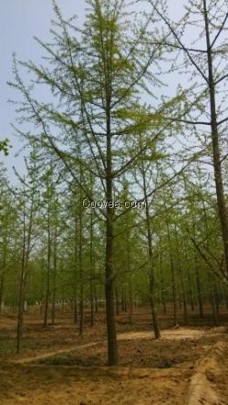 31公分銀杏樹價格,31公分銀杏樹