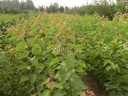 黃櫨的價(jià)格泰安北美海棠  營(yíng)養(yǎng)袋龍柏苗培育 五角楓