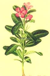 長春胺、Vincamine