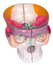 顱底解剖放大模型