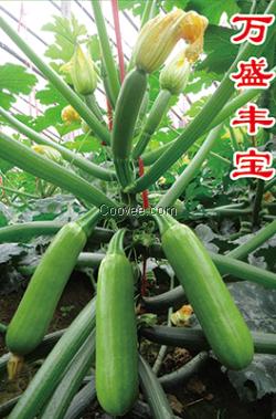 供应西葫芦种子—万盛丰宝