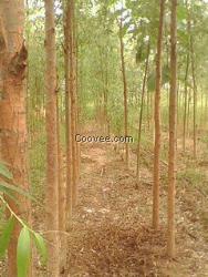 致富就種植竹柳  廣西竹柳價(jià)格/ 美國(guó)竹柳種苗 竹柳基地