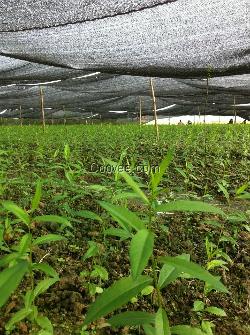 种植广西竹柳树 启农竹柳供应/崇左竹柳基地 广西美国竹柳价格