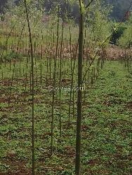 柳州種植竹柳樹(shù) 柳州竹柳苗圃/廣西美國(guó)竹柳種苗批發(fā) 啟農(nóng)竹柳