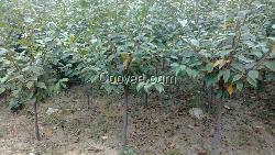 大量供應櫻花苗