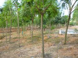 小葉榕生產廠家及公司 攀枝花藍花楹 成都綠化苗木 中閩大地