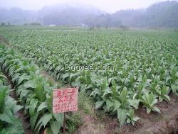 化肥供应/广西启农生物有机肥销售 厂家直销有机肥复合肥料