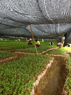 广西种竹柳 美国竹柳价格 速生柳供应 启农竹柳苗圃