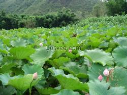 濟(jì)南淺水蓮藕種植技術(shù)