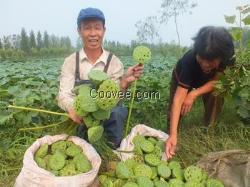 济南泰国花奇莲种植基地供应各品种莲藕苗批发价格优惠