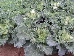 山東羽衣甘藍 羽衣甘藍價格 青州羽衣甘藍