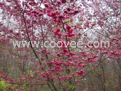 台湾山樱花、台湾山樱花苗、樱花苗