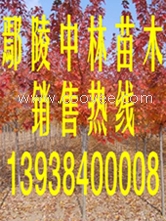 供應(yīng)紅葉加拿大紫荊苗