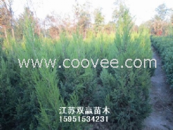 供往新疆蜀檜價格